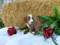 Bambi, a female Cavapoo for sale in Owen, WI – 3 of 4
