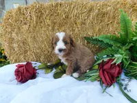 Bambi, a female Cavapoo for sale in Owen, WI – 4 of 4