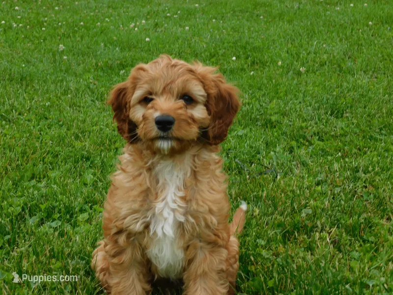 Brock – Cavapoo puppy for sale in Owen, WI