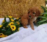 Brock, a male Cavapoo for sale in Owen, WI – 4 of 5