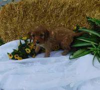 Brock, a male Cavapoo for sale in Owen, WI – 2 of 5