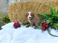 Bambi, a female Cavapoo for sale in Owen, WI – 2 of 4