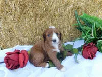 Brita, a female Cavapoo for sale in Owen, WI – 5 of 5