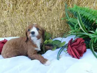 Brita, a female Cavapoo for sale in Owen, WI – 4 of 5