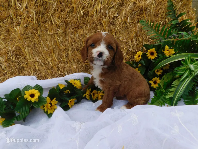 Banjo – Cavapoo puppy for sale in Owen, WI