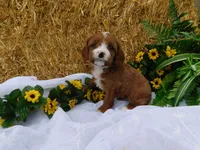 Banjo, a male Cavapoo for sale in Owen, WI – 1 of 4