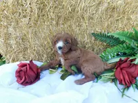 Bella, a female Cavapoo for sale in Owen, WI – 1 of 5