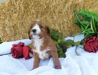Brita, a female Cavapoo for sale in Owen, WI – 2 of 5