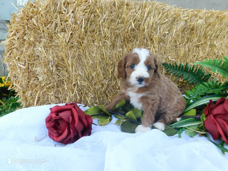 Bambi – Cavapoo puppy for sale in Owen, WI