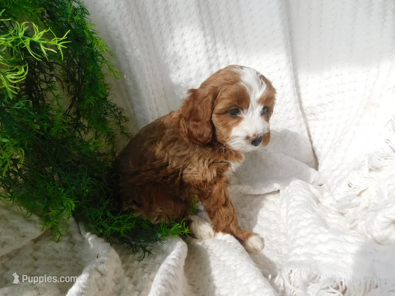 Bambi – Cavapoo puppy on hold in Owen, WI