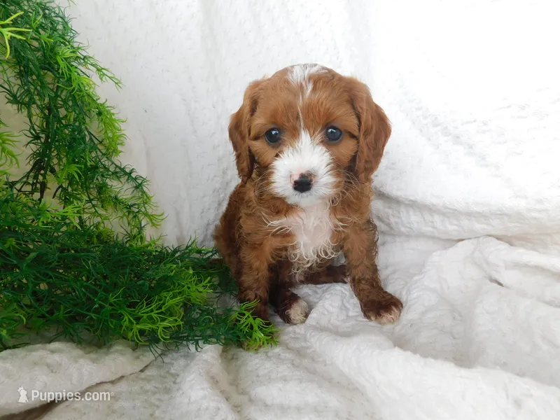 Banjo – Cavapoo puppy for sale in Owen, WI