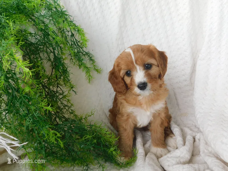 Blossom – Cavapoo puppy for sale in Owen, WI