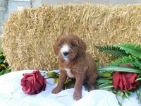 Bella, a female Cavapoo for sale in Owen, WI – 4 of 5