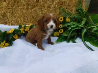 Banjo, a male Cavapoo for sale in Owen, WI – 2 of 4