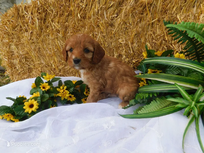 Brock – Cavapoo puppy for sale in Owen, WI