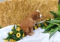 Bramble, a male Cavapoo for sale in Owen, WI – 3 of 4