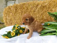 Brock, a male Cavapoo for sale in Owen, WI – 5 of 5