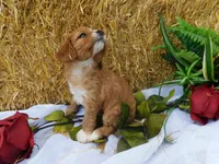 Blossom, a female Cavapoo for sale in Owen, WI – 4 of 5