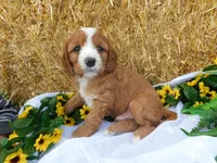 Bramble, a male Cavapoo for sale in Owen, WI – 4 of 4