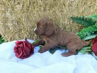 Bella, a female Cavapoo for sale in Owen, WI – 2 of 5