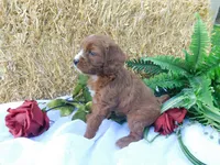 Bella, a female Cavapoo for sale in Owen, WI – 5 of 5