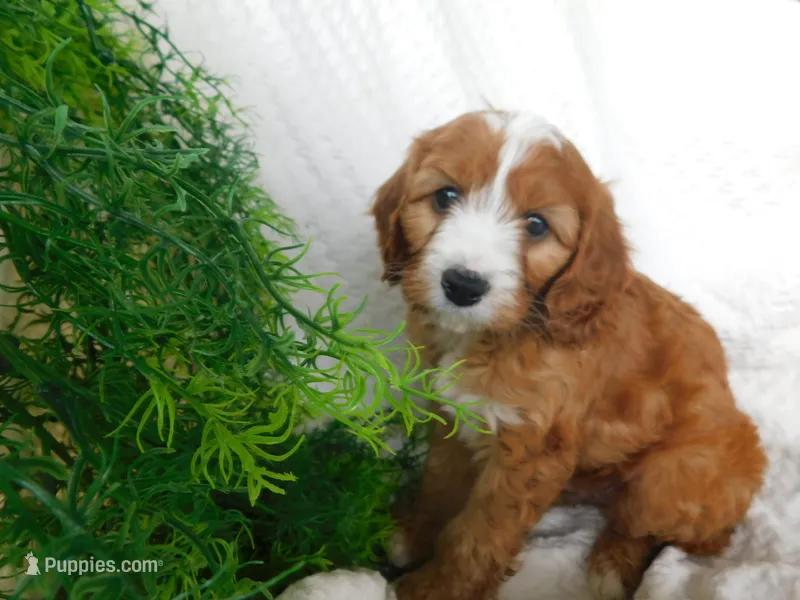 Bramble – Cavapoo puppy for sale in Owen, WI