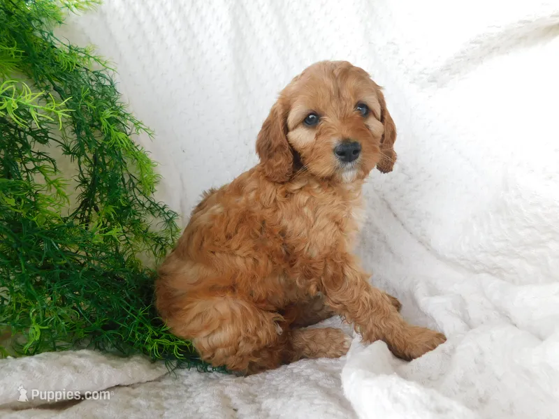 Brock – Cavapoo puppy for sale in Owen, WI