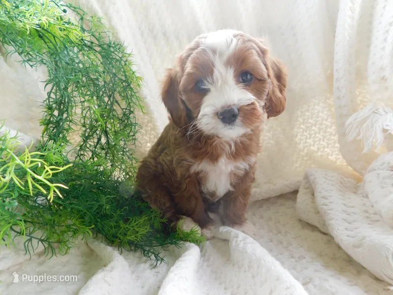 Bambi – Cavapoo puppy on hold in Owen, WI