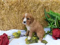 Blossom, a female Cavapoo for sale in Owen, WI – 5 of 5