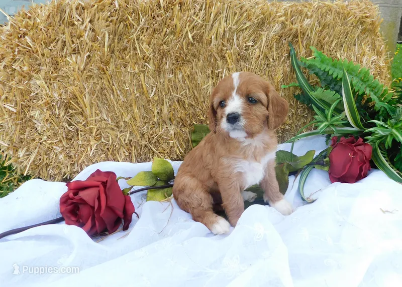 Blossom – Cavapoo puppy for sale in Owen, WI