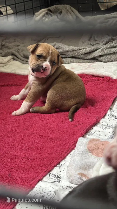 Blanche  – American Bulldog, American Pit Bull Terrier puppy for sale in Milan, MI