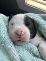 MooMoo, a male American Bulldog and American Pit Bull Terrier for sale in Milan, MI – Photo 1 of 2