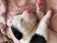 MooMoo, a male American Bulldog and American Pit Bull Terrier for sale in Milan, MI – Photo 2 of 2