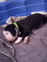 Joe Dirt , a male American Bulldog and American Pit Bull Terrier for sale in Milan, MI – Photo 1 of 2