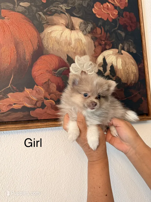 AKC Diamond – Pomeranian puppy for sale in Hesperia, CA
