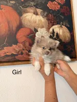 AKC Diamond, a female Pomeranian for sale in Hesperia, CA – 1 of 4