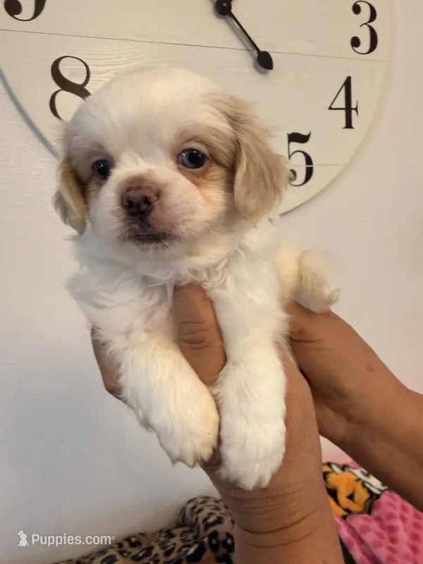 Charlie – Shih Tzu puppy for sale in Hesperia, CA