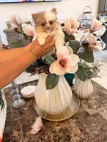 AKC Chanel, a female Pomeranian for sale in Hesperia, CA – 2 of 8