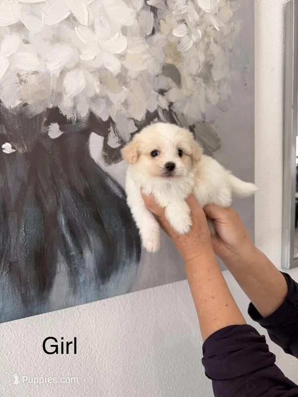 Stephanie , a female Maltipom for sale in Hesperia, CA – Photo 1 of 1