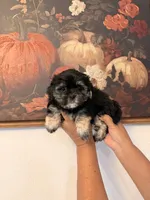 Hazel , a female Shih Tzu for sale in Hesperia, CA – 2 of 3