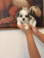 Lydia, a female Shih Tzu for sale in Hesperia, CA – 2 of 2