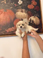 Honey, a female Shih Tzu for sale in Hesperia, CA – 2 of 3