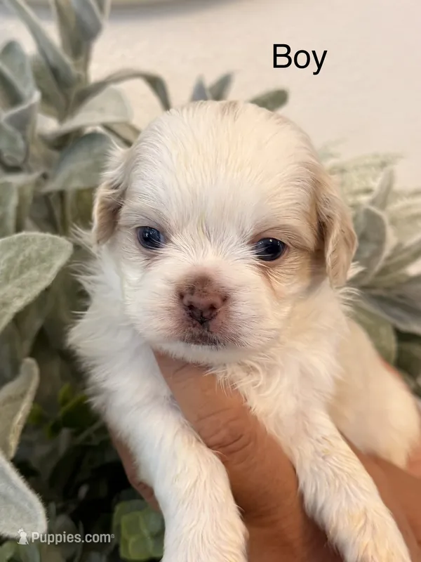 Charlie – Shih Tzu puppy for sale in Hesperia, CA