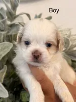 Charlie, a male Shih Tzu for sale in Hesperia, CA – 1 of 2