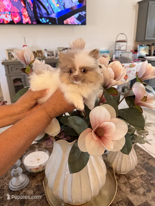 Chanel – Pomeranian puppy for sale in Hesperia, CA