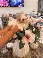 AKC Chanel, a female Pomeranian for sale in Hesperia, CA – 1 of 8