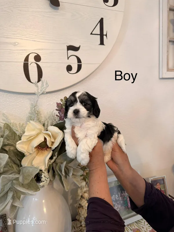 Cane – Havamalt puppy for sale in Hesperia, CA