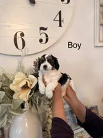Cane, a male Havamalt for sale in Hesperia, CA – 1 of 1