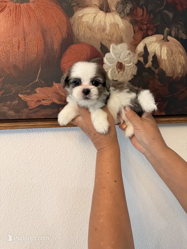 DJ – Shih Tzu puppy for sale in Hesperia, CA