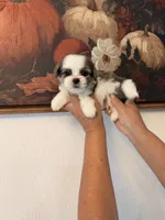DJ, a male Shih Tzu for sale in Hesperia, CA – 1 of 2